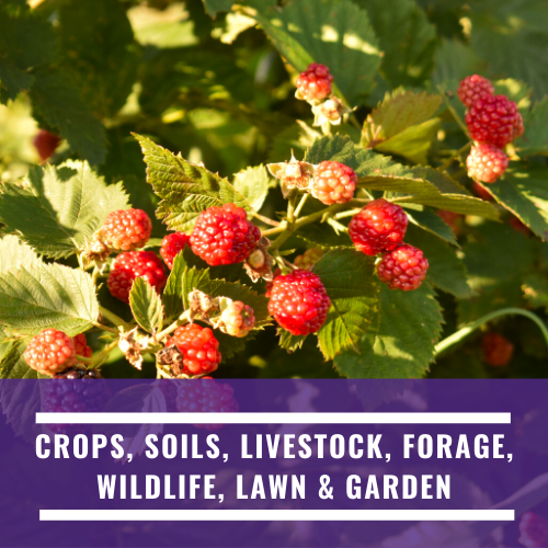 Crops, Soils, Livestock, Forage, Wildlife, Lawn & Garden
